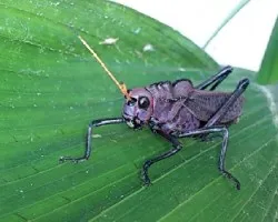Langosta 
