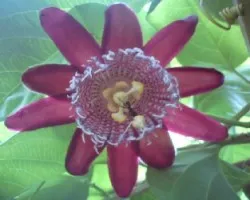 Granadilla
