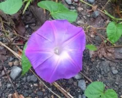 Flor