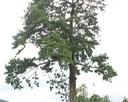Arbol