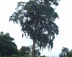 Pilon