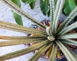 Cyca revoluta