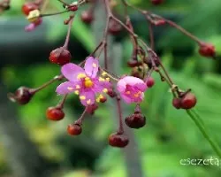 Talinum paniculatum 