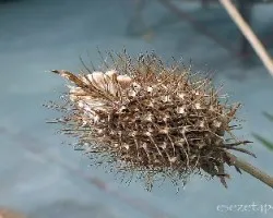 Cephalaria leucantha