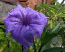 Ruellia brittoniana
