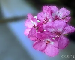 Pelargonium zonale