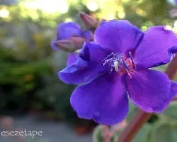 Tibouchina urvilleana