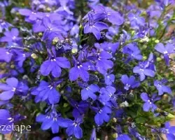 Lobelia erinus