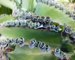 Kalanchoe daigremontiana = Bryophyllum daigremontianum