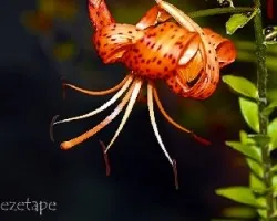 Lilium spp.