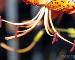 Lilium spp.