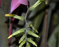 Billbergia nutans