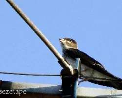 Phaeoprogne tapera