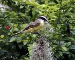 Pitangus sulphuratus