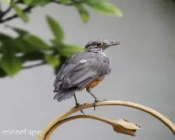 Turdus rufiventris