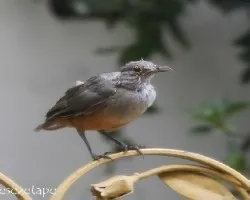 Turdus rufiventris