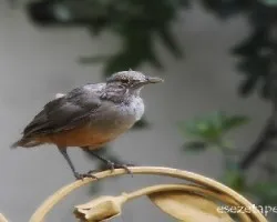 Turdus rufiventris