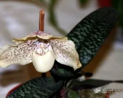 Paphiopedilum spp.