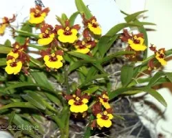 Orquideas