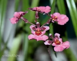 Orquideas