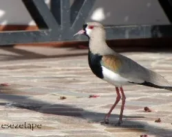 Vanellus chilensis