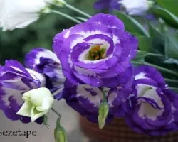 Eustoma grandiflorum