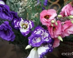 Eustoma grandiflorum
