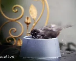 Turdus rufiventris