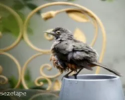 Turdus rufiventris