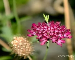 Cephalaria leucantha