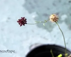 Cephalaria leucantha