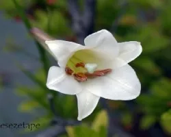 Lilium formosanum