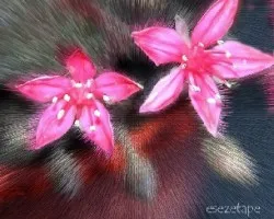 Estrellas...