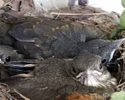 Turdus rufiventris