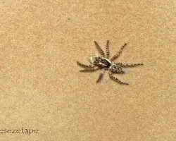 Arañita