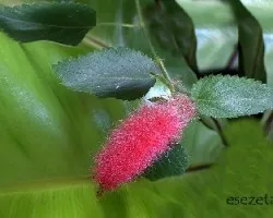Acalipha reptans