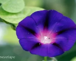 Ipomoea purpurea