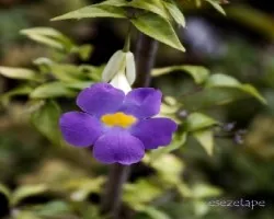 Thunbergia erecta