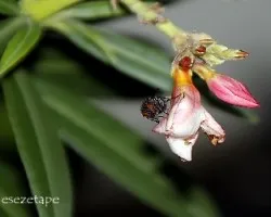 Mosca