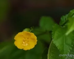 Pavonia sepium
