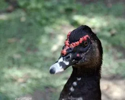 Pato