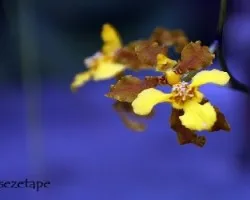 Oncidium barbatum