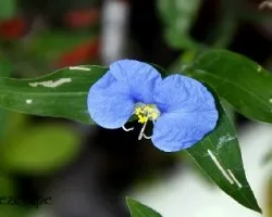 Commelina erecta 
