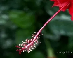 Hibiscus sp