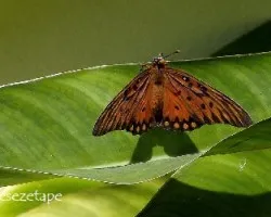 Mariposa