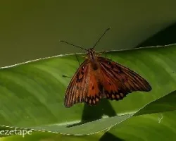 Mariposa