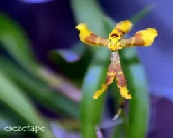 Oncidium sp