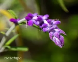 Salvia leucantha