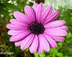 Osteospermum ecklonis = Dimorphoteca ecklonis