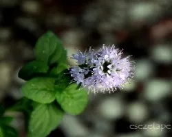 Mentha sp